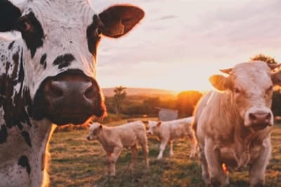 Old MacDonald Had a Farm
